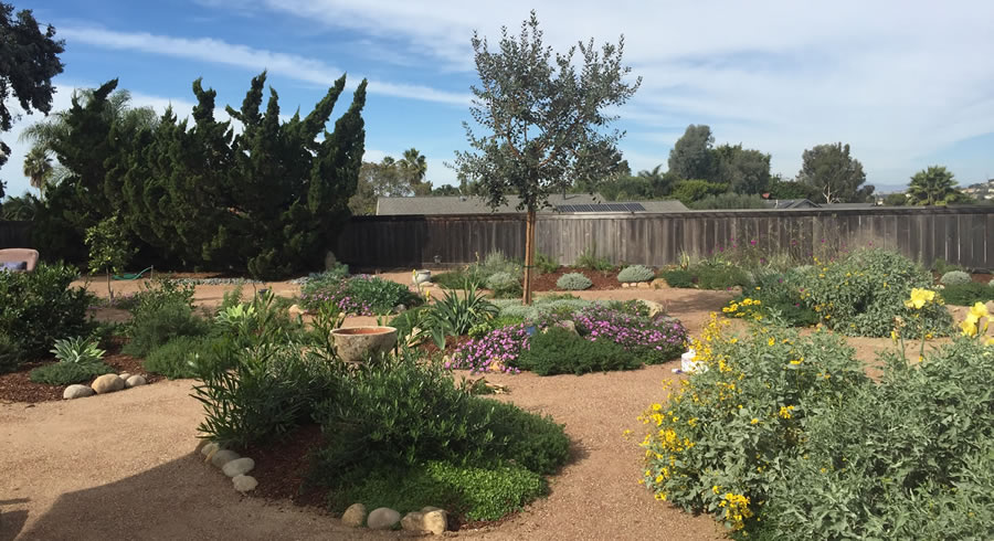 Pollinator Garden