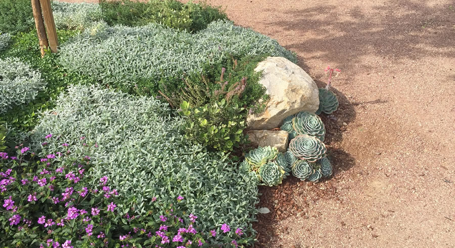 Pollinator Garden