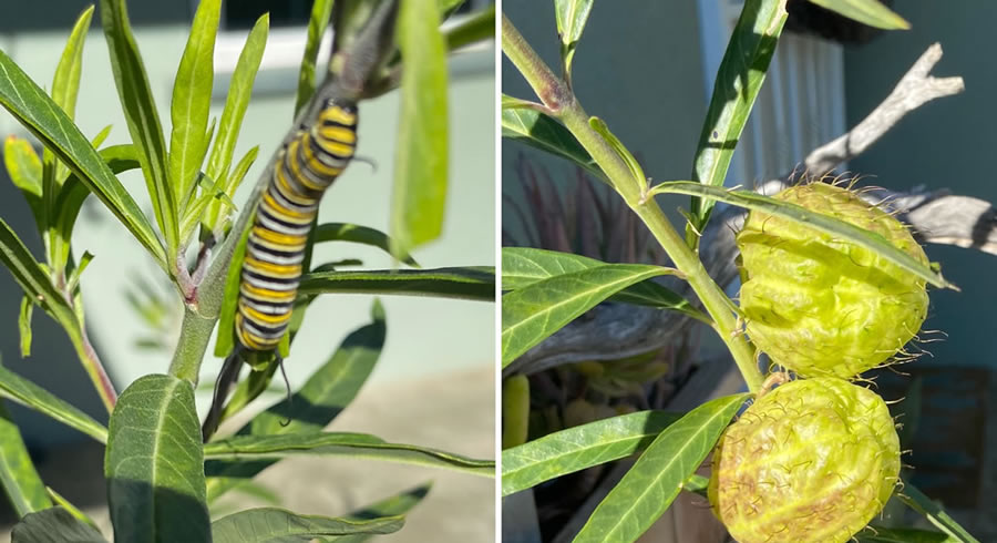 Pollinator Garden