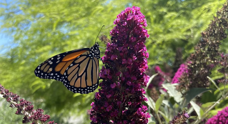 Pollinator Garden